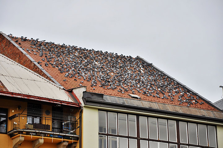 A2B Pest Control are able to install spikes to deter birds from roofs in Balham. 