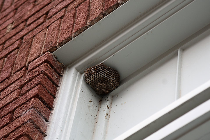 We provide a wasp nest removal service for domestic and commercial properties in Balham.